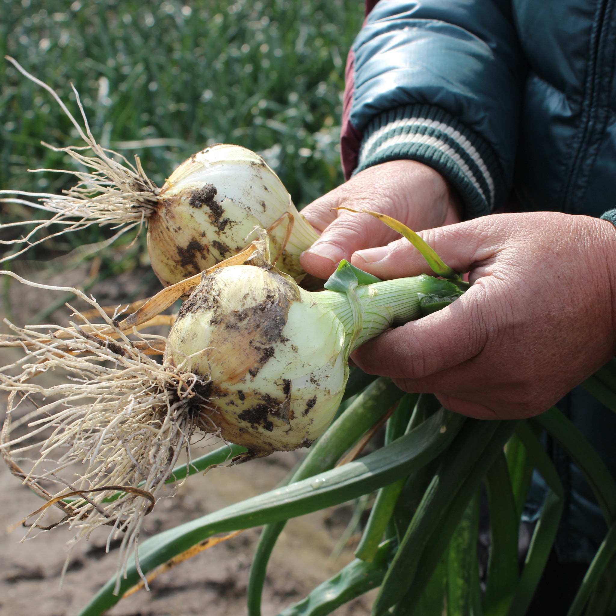 玉葱 送料込み【10キロ】淡路島新たまねぎ 玉ねぎ [レクスター] タマネギ 玉葱