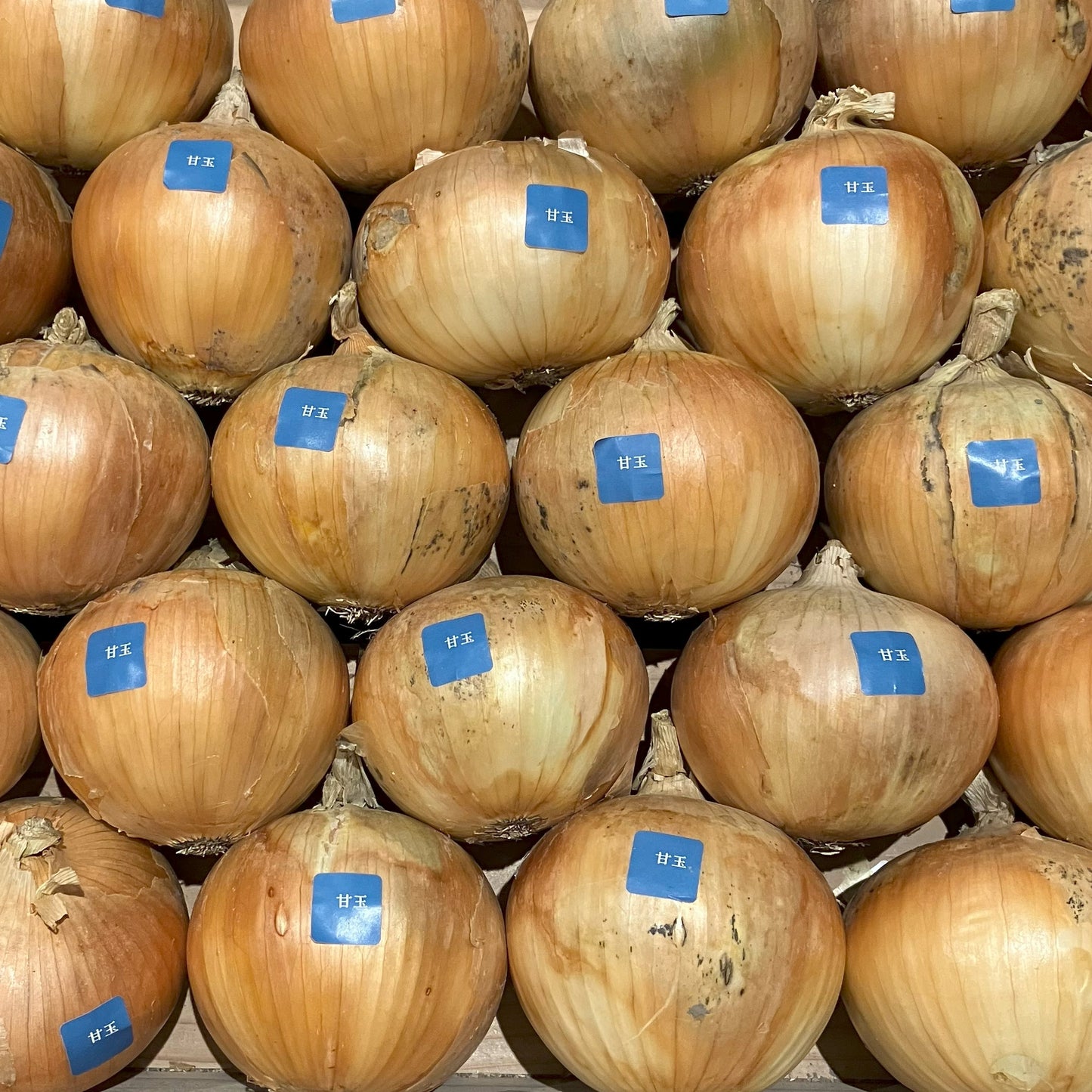 玉ねぎ(甘玉)が淡路島玉ねぎ専門店で実際に陳列されている写真です