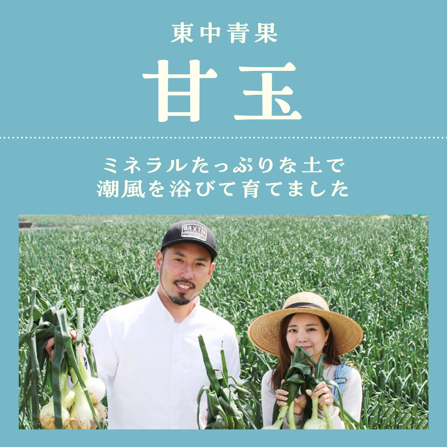 東中青果さん、甘玉のしおりです。ミネラルたっぷりな土で潮風を浴びて育てています。ご夫婦お二人が仲良くたまねぎを収穫しています。