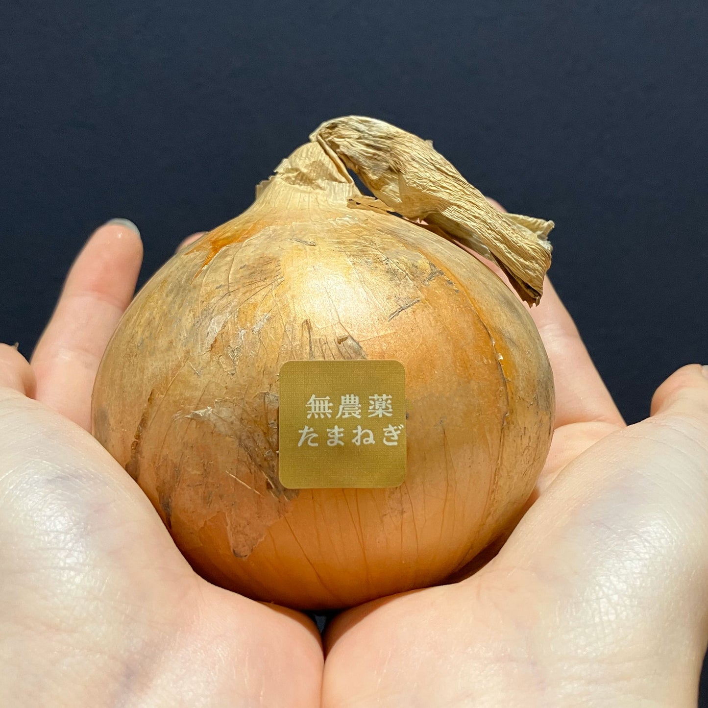 無農薬玉ねぎを一つ、掌でつつむように