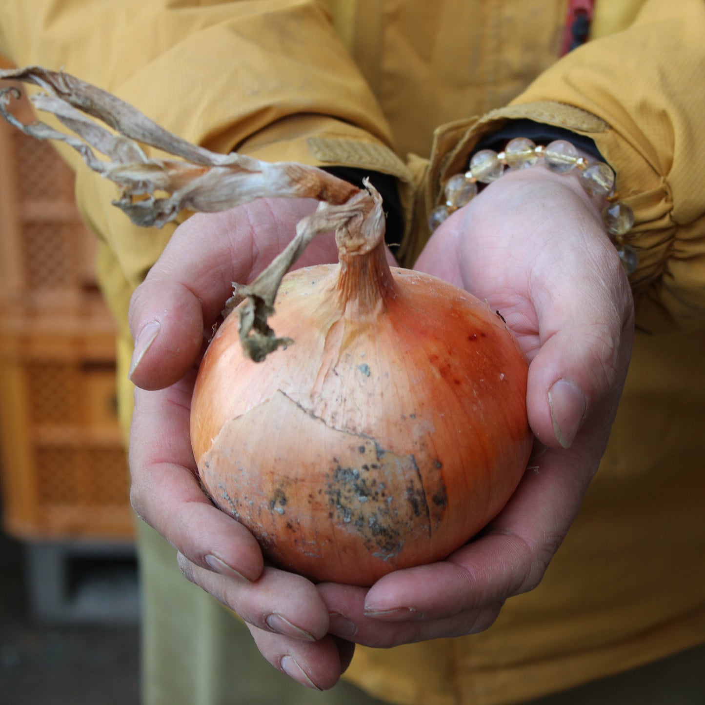 淡路島産玉ねぎ：アワヂカラ（ターザン）　3kg
