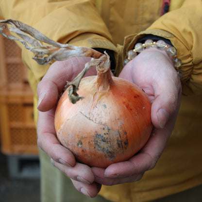 淡路島産玉ねぎ：アワヂカラ（ターザン）　3kg