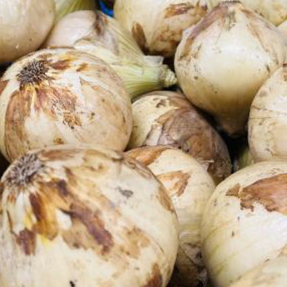 淡路島産新玉ねぎ　 戎珠｜糖度No.1の甘さと豊かな香りの新たまねぎ