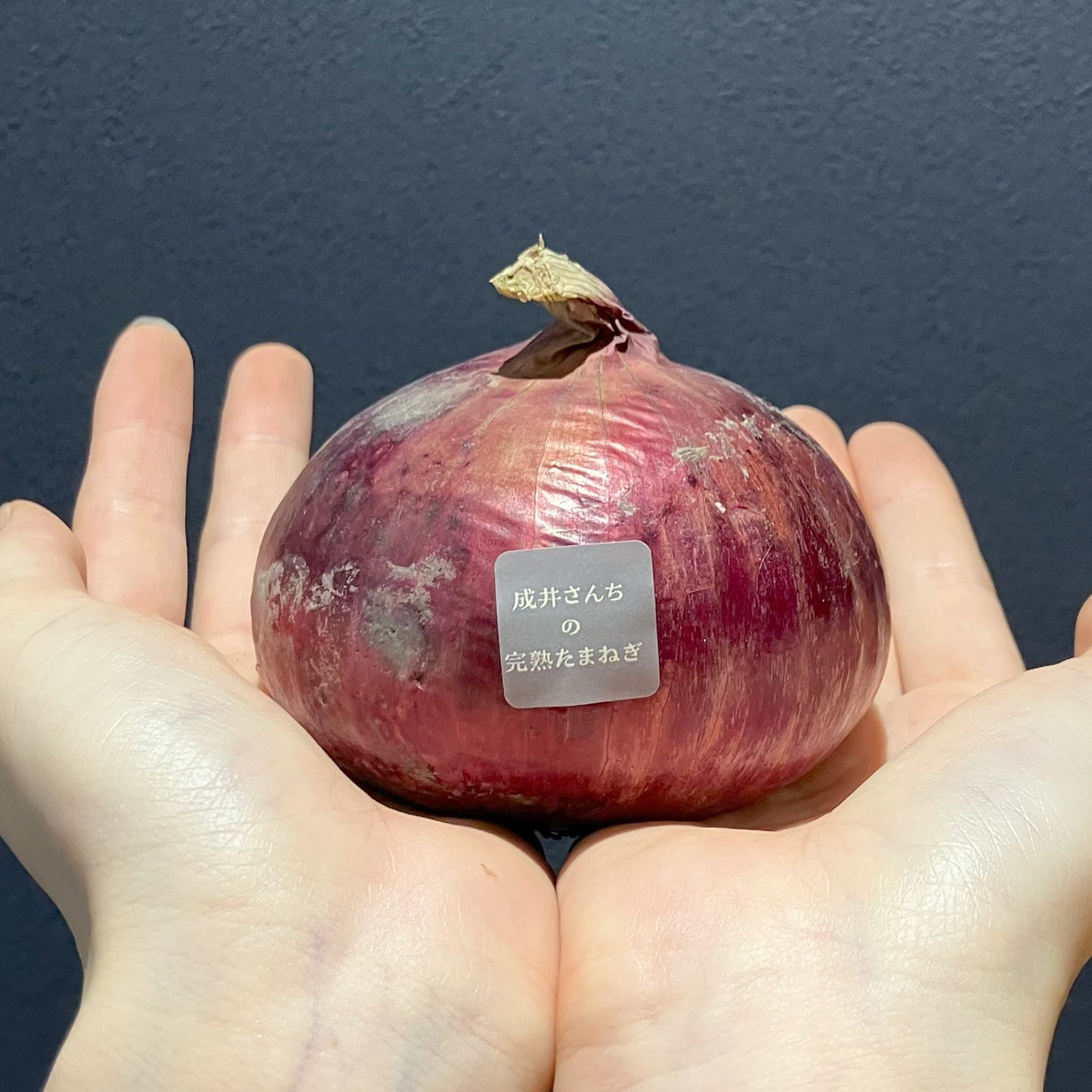 成井さんちの完熟たまねぎ（甘丸ルビー）1kg　掌に１つのせて