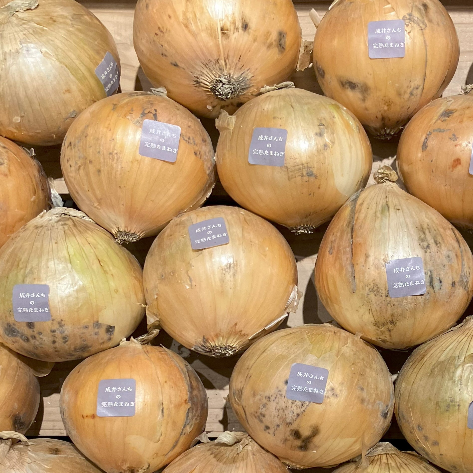 アンサー タマネギ 種子 七宝 100g 1缶 アンサー タマネギ 種子 七宝 100g 1缶 農家と研究者の目線で